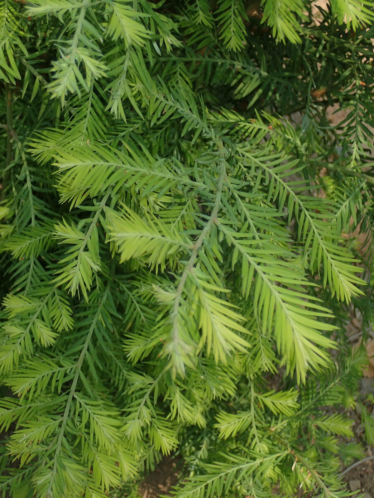 High Resolution Sequoia sempervirens Leaf